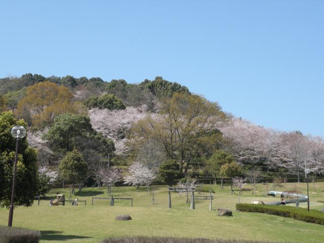 春の季節には桜が咲きます