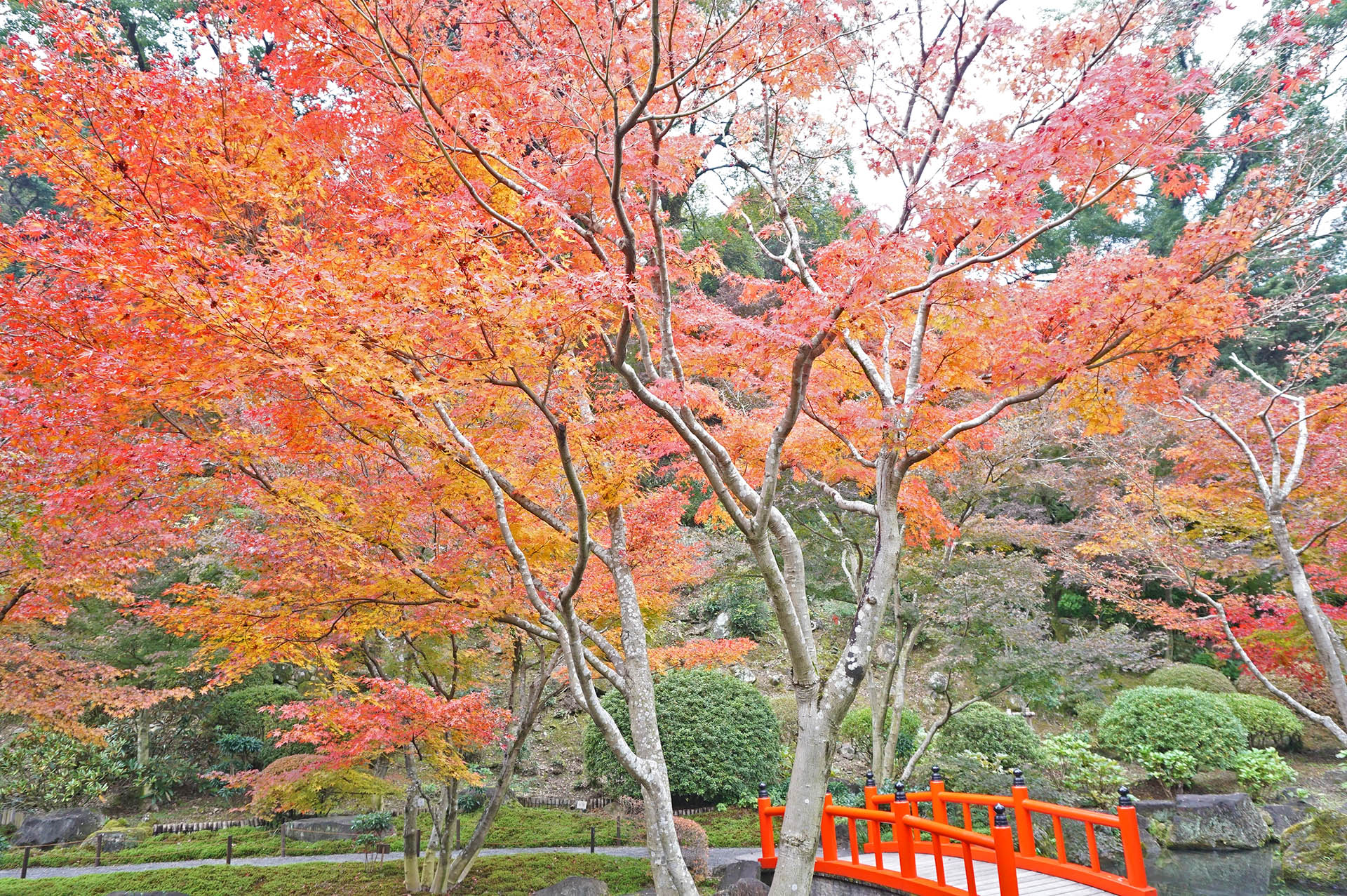 日本庭園の景色と紅葉