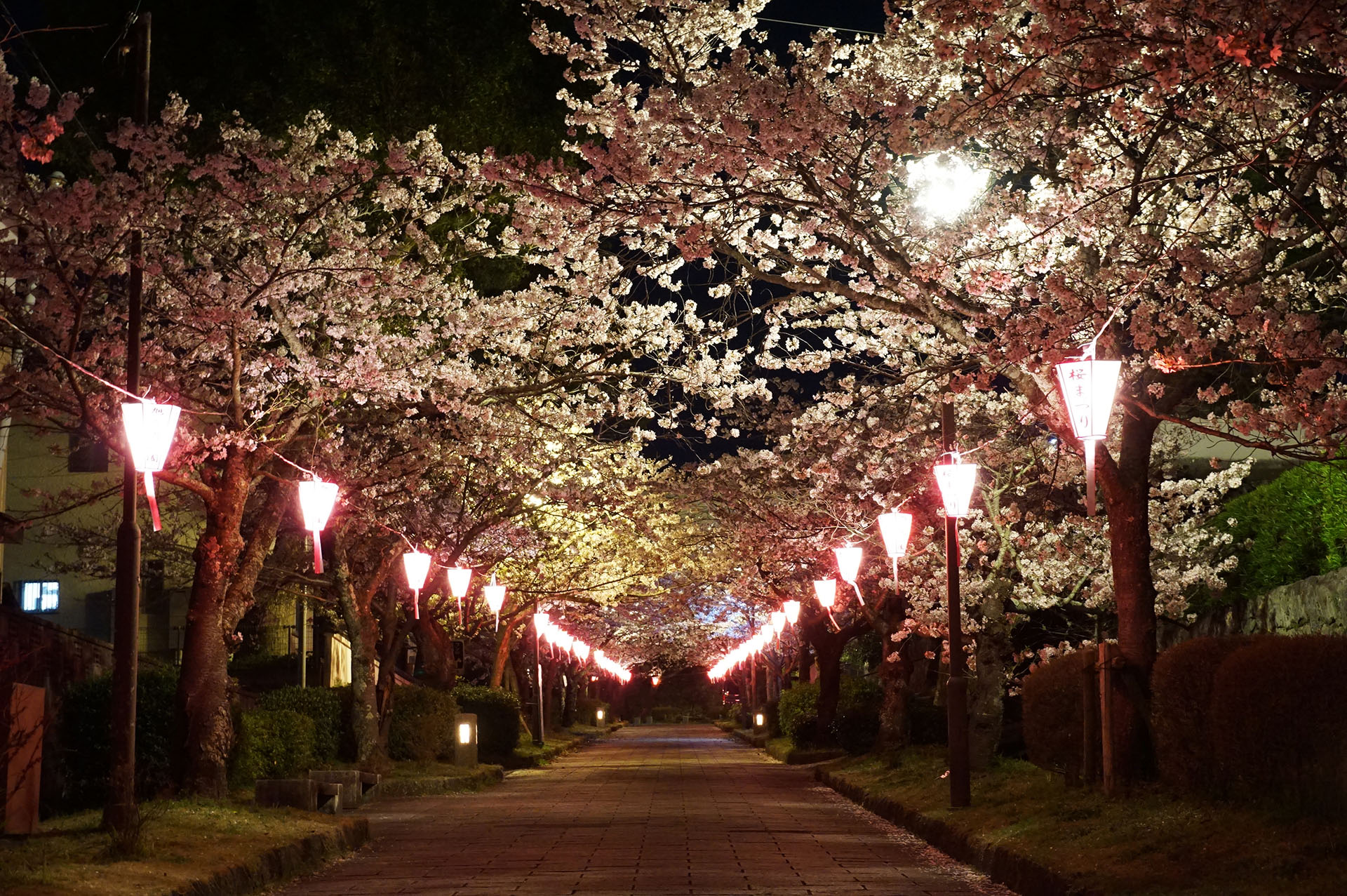 旭ヶ岡公園の夜桜のライトアップ