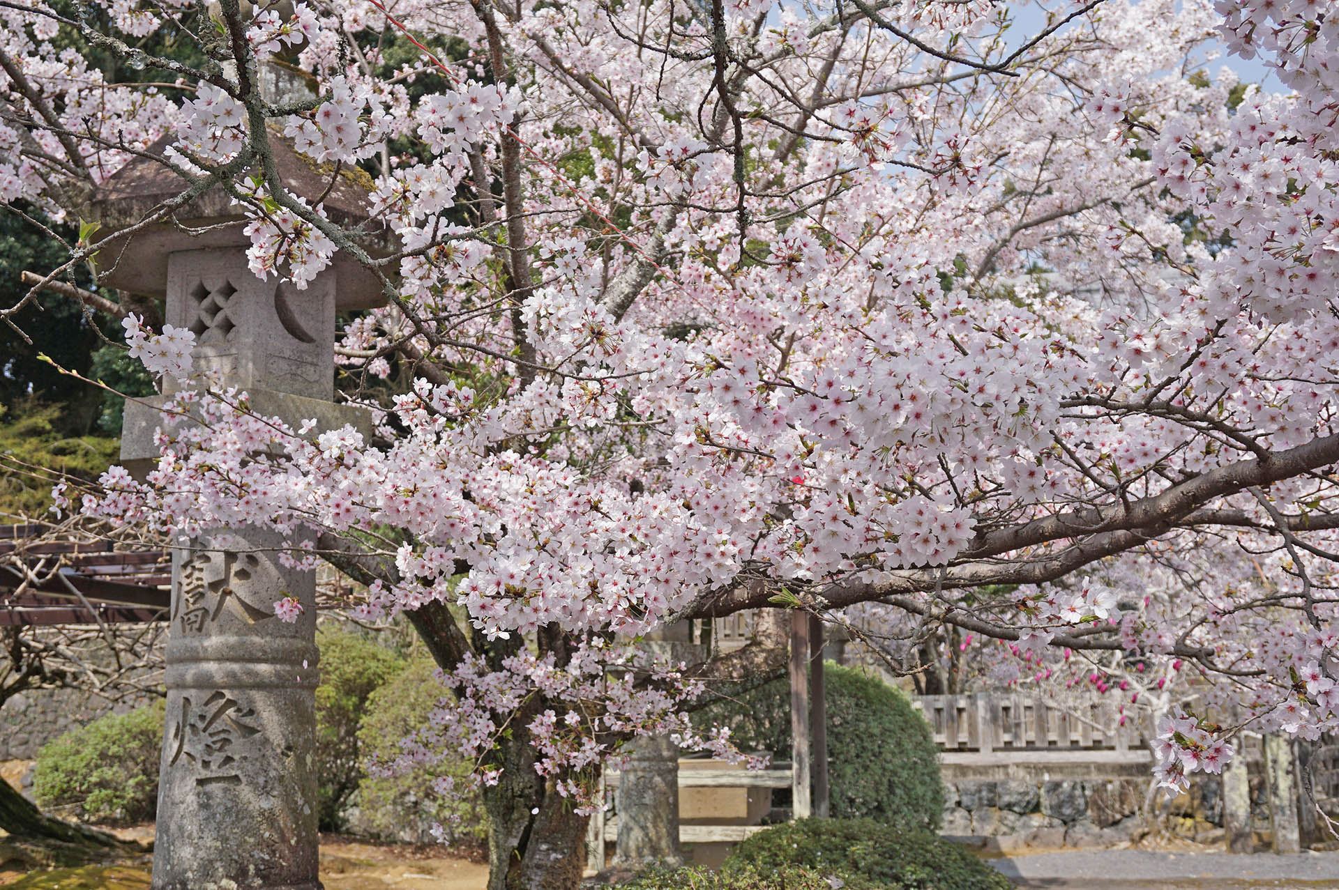 旭ヶ岡公園の石灯篭と桜