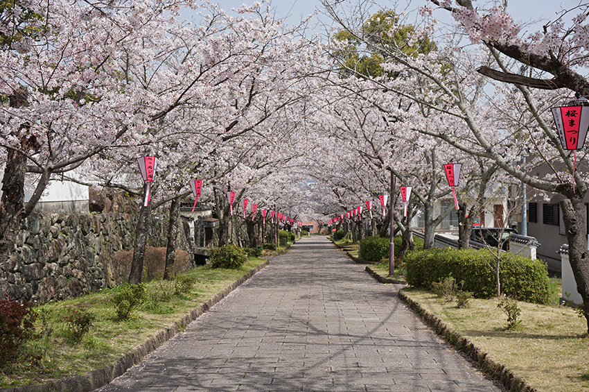 花のトンネル