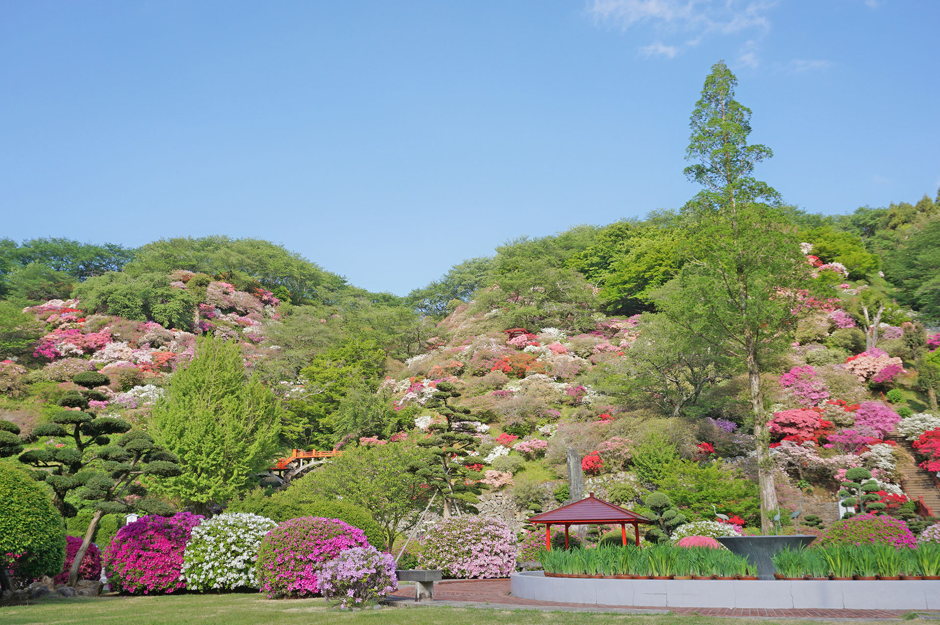 東山公園のツツジ