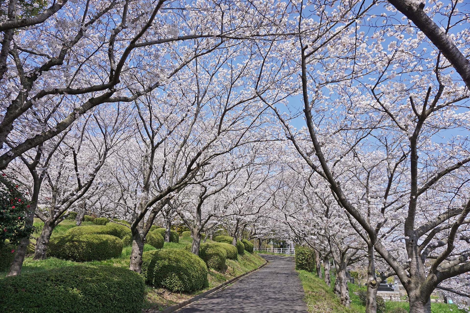 臥竜ヶ岡公園の桜