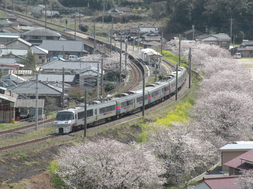 肥前飯田駅の桜と菜の花