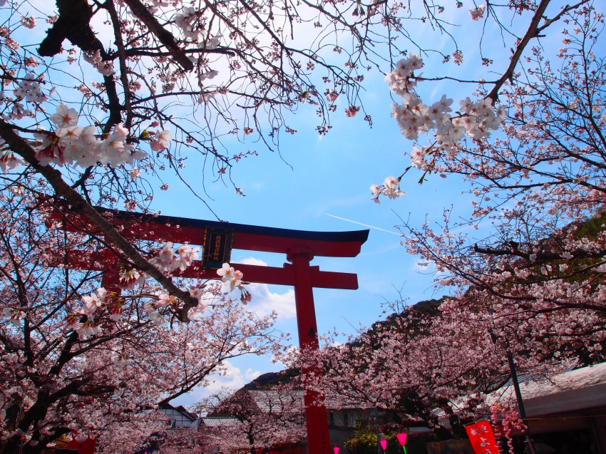 祐徳稲荷神社門前商店街の桜と赤鳥居
