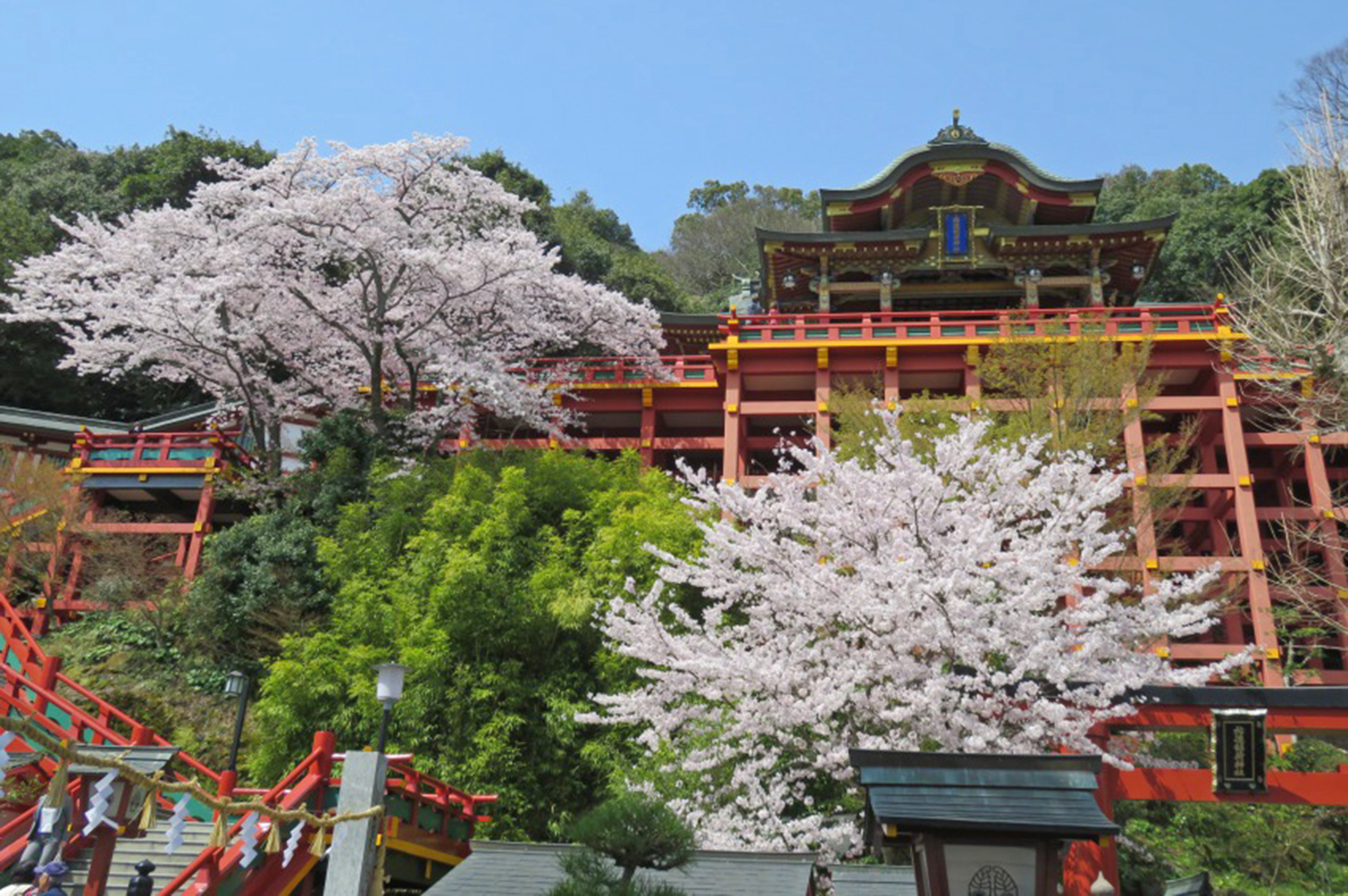 祐徳稲荷神社の本殿と桜