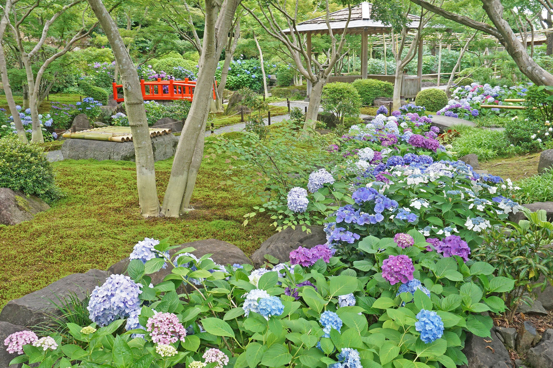 日本庭園のアジサイ