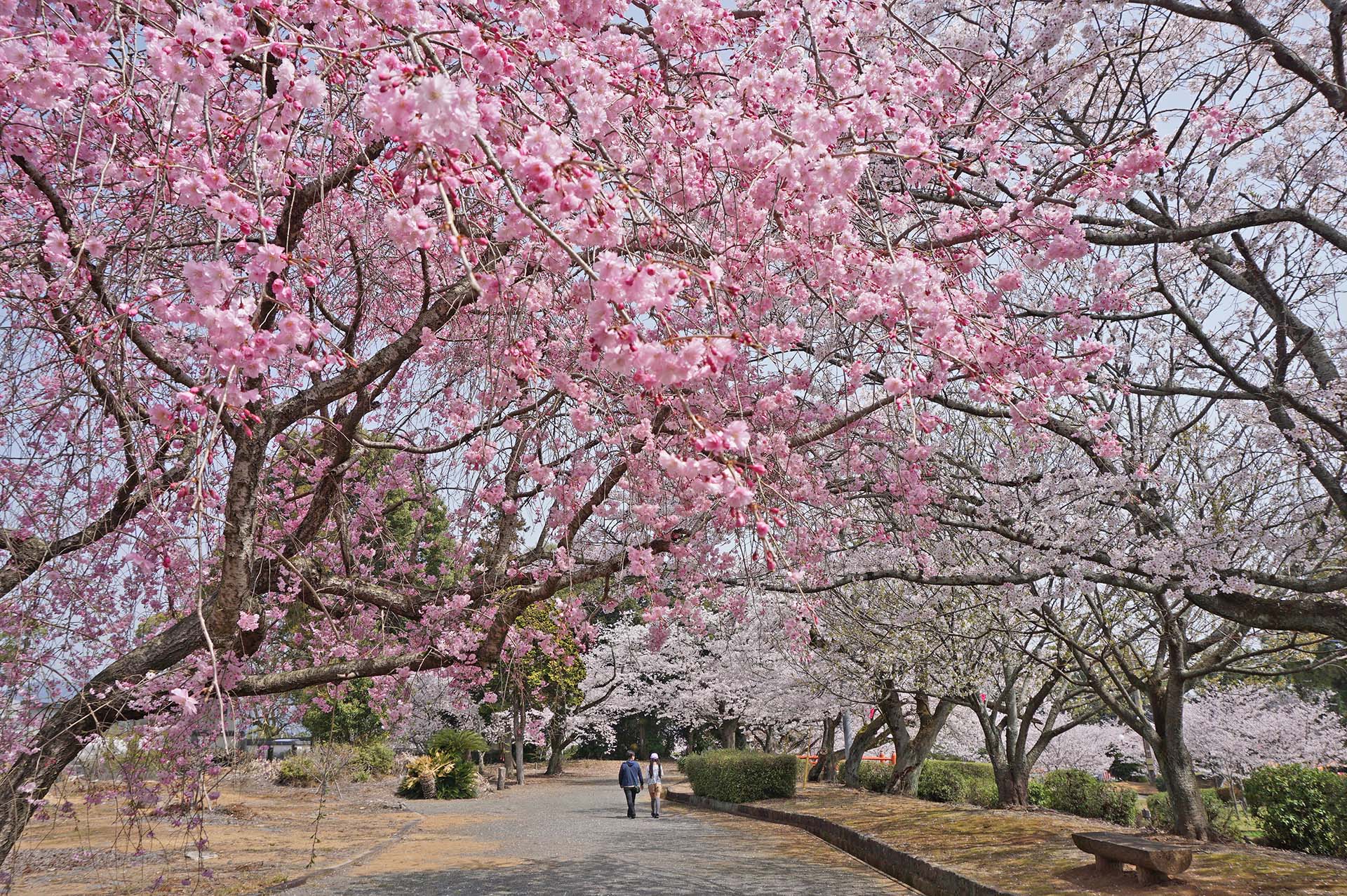 旭ヶ岡公園の桜まつり