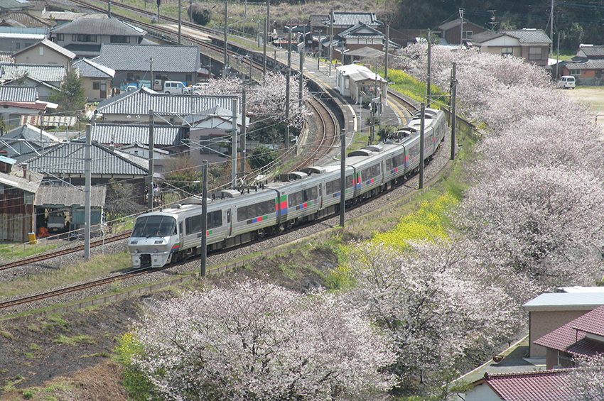 肥前飯田駅の桜と菜の花