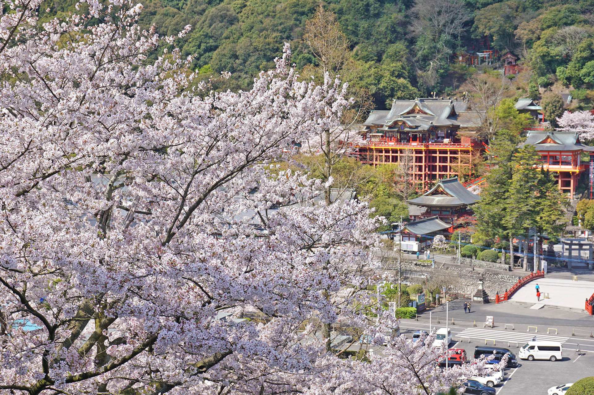 祐徳稲荷神社の桜