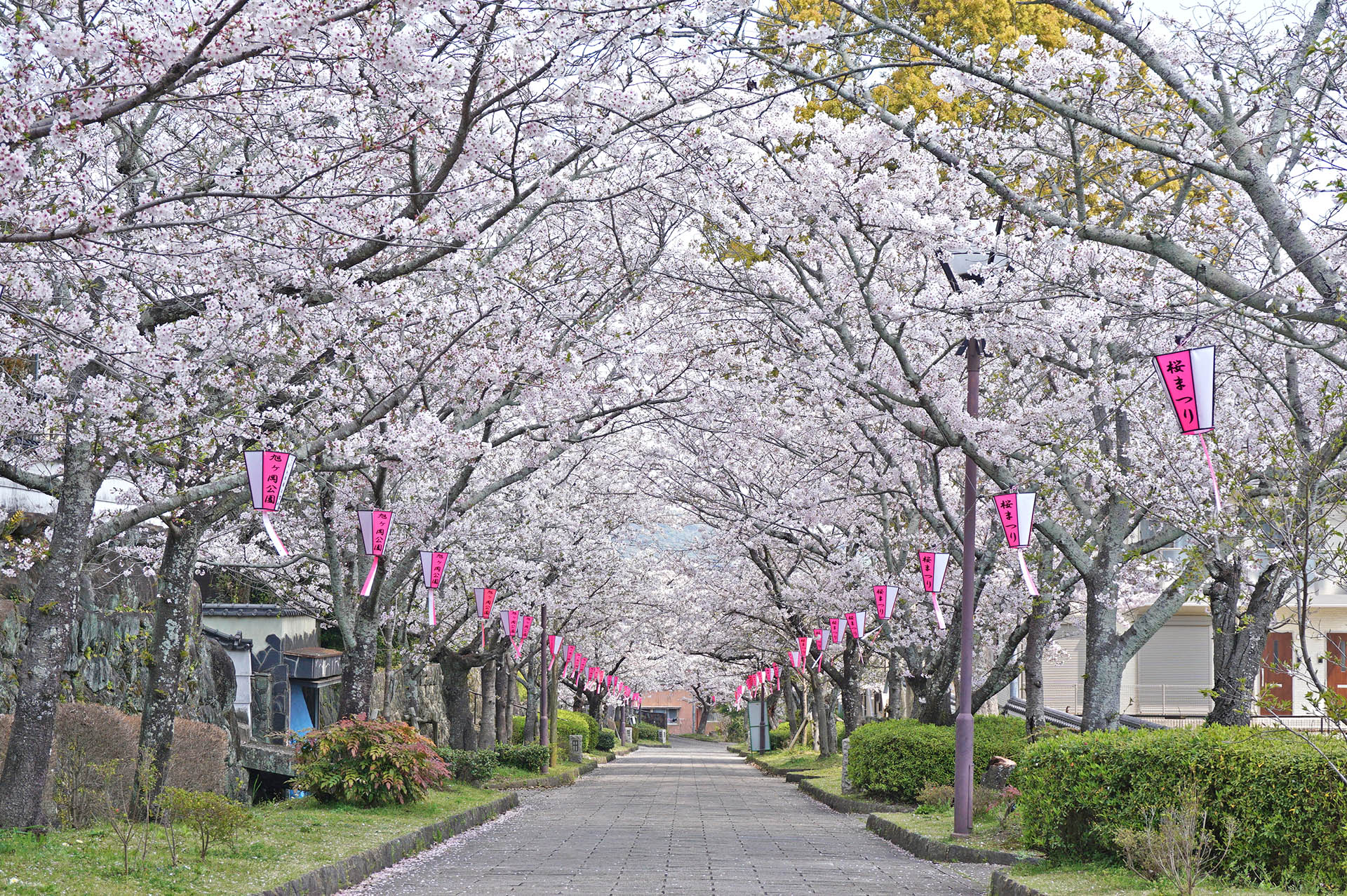 旭ヶ岡公園の花のトンネル